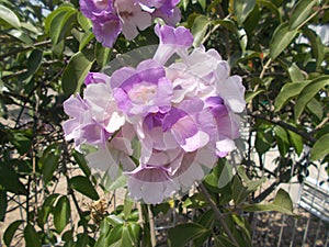 Garlic vine flower or Mansoa alliacea on close ups