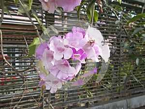 Garlic vine flower or Mansoa alliacea violet closeups