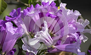 Garlic vine flowers in bloom