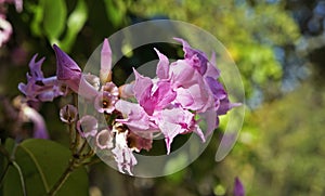 Garlic vine flowers, Mansoa alliacea