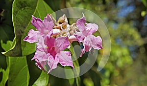 Garlic vine flowers, Mansoa alliacea