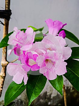 Garlic Vine (Mansoa Alliacea) Flowers Plant