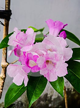 Garlic Vine (Mansoa Alliacea) Flowers Plant photo