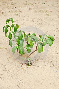 Garlic Vine plant or Mansoa alliacea, Pachyptera hymennaea on th