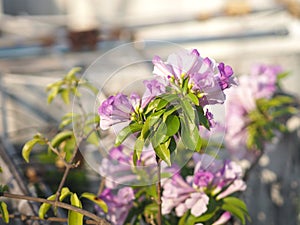 Garlic vine purple flower Magnoliophyta is Magnoliopsida ,Mansoa alliacea name, Light purple flowers The base of the petals are