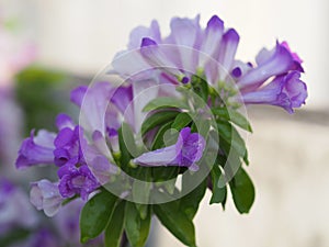 Garlic vine purple flower Magnoliophyta is Magnoliopsida ,Mansoa alliacea name, Light purple flowers The base of the petals are