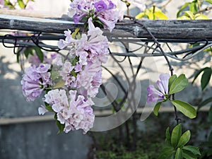 Garlic vine purple flower Magnoliophyta is Magnoliopsida ,Mansoa alliacea name, Light purple flowers The base of the petals are