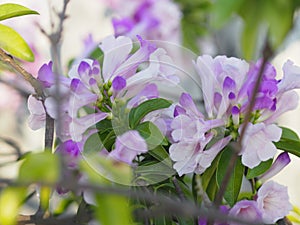 Garlic vine purple flower Magnoliophyta is Magnoliopsida ,Mansoa alliacea name, Light purple flowers The base of the petals are