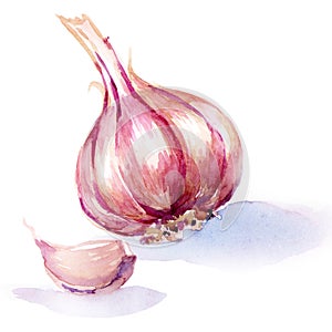 Garlic. watercolor painting on white background