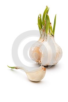 Garlic on white