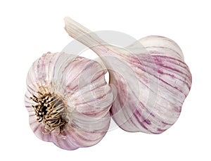 Garlic on a white background