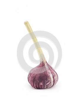 Garlic on a white background