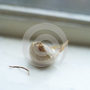 Garlic by the window