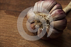 Garlic photo