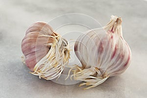 The garlic with young  roots on light background.Two heads of sprouted garlic.Concept of growth,healing properties, disease