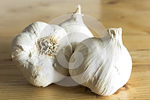 Garlics on the plank table