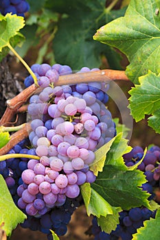 Garnacha Grapes