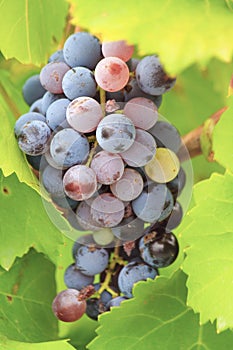 Garnacha Grapes