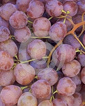 Garnacha Grapes photo