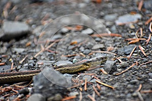 Garner Snake Slithers by