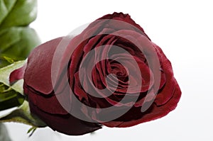 garnet red rose