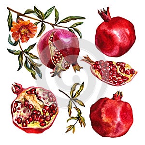 Garnet. Set of pomegranate fruits on a branch, cut pomegranate, pomegranate flowers. Watercolor illustration.