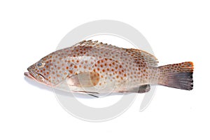 Garoupa Fish photo