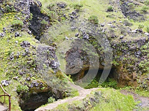 GaroÃÂ© Tree sacred place with holes, El Hierro, Canary Islands, Spain