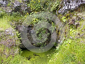 GaroÃÂ© Tree sacred place with holes, El Hierro, Canary Islands, Spain