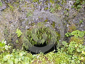 GaroÃÂ© Tree sacred place with holes, El Hierro, Canary Islands, Spain