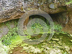 GaroÃÂ© Tree sacred place with holes, El Hierro, Canary Islands, Spain