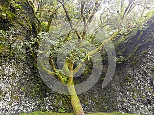 GaroÃÂ© Tree sacred place with holes, El Hierro, Canary Islands, Spain