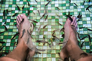 Garra rufa, also called doctor fish eating skin on legs