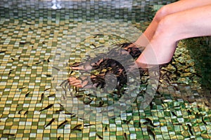 Garra rufa, also called doctor fish eating skin on legs photo