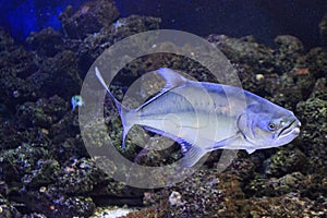 Garrick fish photo