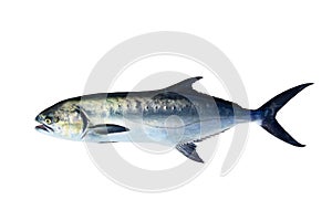 Garrick Lichia Amia fish isolated on white
