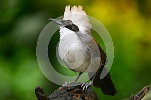 Garrulax leucolophus bird in nature