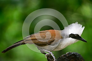 Garrulax leucolophus bird in nature