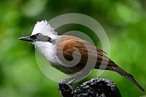 Garrulax leucolophus bird in nature