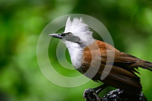 Garrulax leucolophus bird in nature