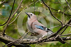 Garrulus glandarius aka eurasian jay, beautiful colourful bird in the forest in Czech republic.