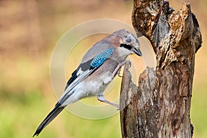 Garrulus glandarius. Eurasian Jay bird