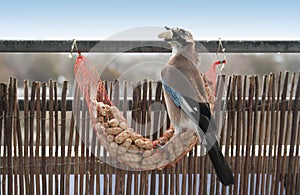 Garrulus glandarius, Eurasian Jay eating shell peanuts