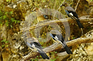 Garrulus glandarius - Eurasian Jay - is a species of passerine bird of the corvid family.