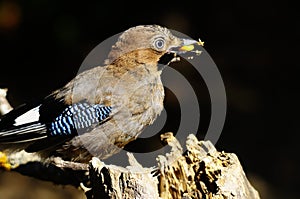 Garrulus glandarius - Eurasian Jay - is a species of passerine bird of the corvid family.