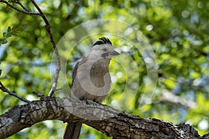 Garrulus Glandarius, facing left in natural woodland habitat with beak filled with two peanuts. Clean background. Copy space.