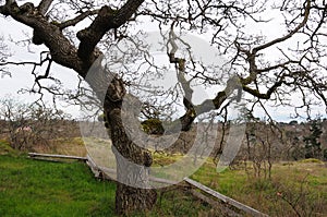 Garry Oak branches