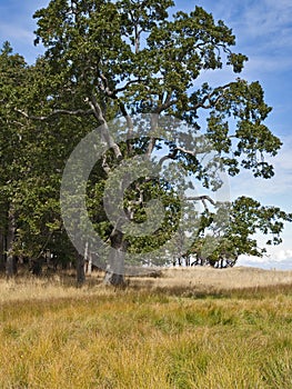 Garry Oak Tree