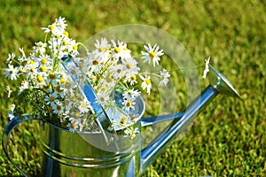 Gartening can with chamomile