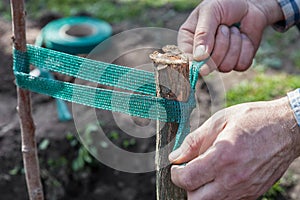 Garter fruit tree seedlings to support
